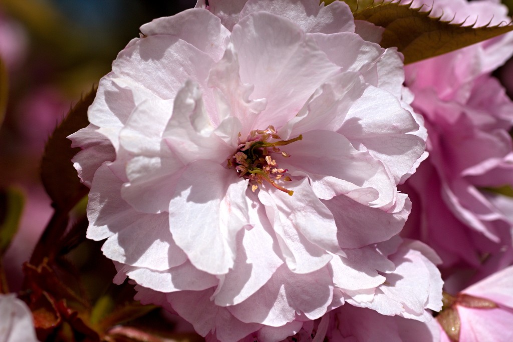 bloesem hdr voorjaar lente bloem bloemen flora fruitbomen betuwe kersenbloesem japan sakura fruit fruitbomen